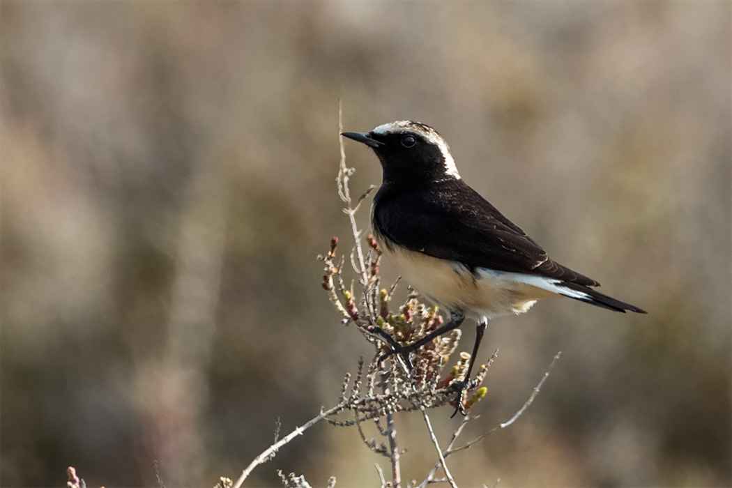Cyprus Wheatear